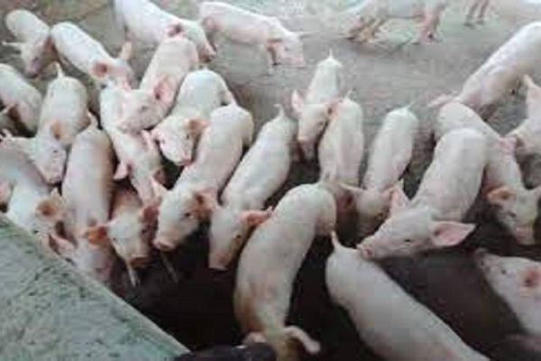 Arrivée de 300 Porcs de Qualité en Guinée