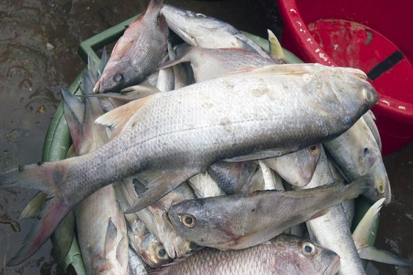 Prix poisson Côte d'Ivoire
